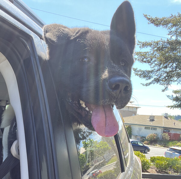 Akita