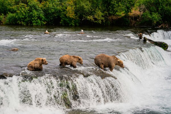 Bear Country