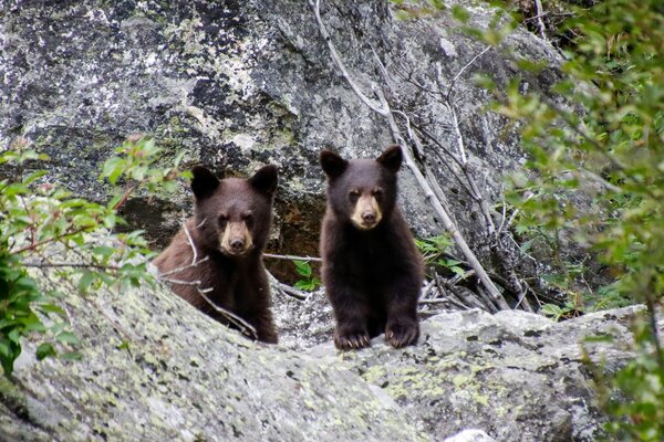 Bear cubs