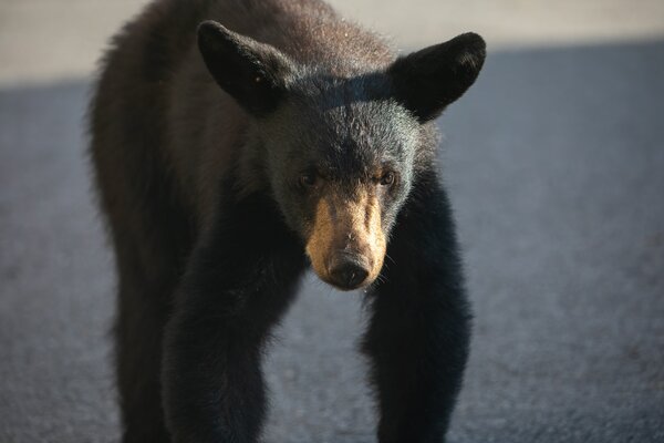 Black bear