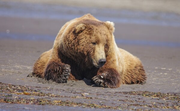 Brown bear