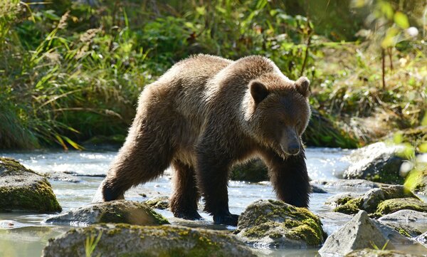 Grizzly bear