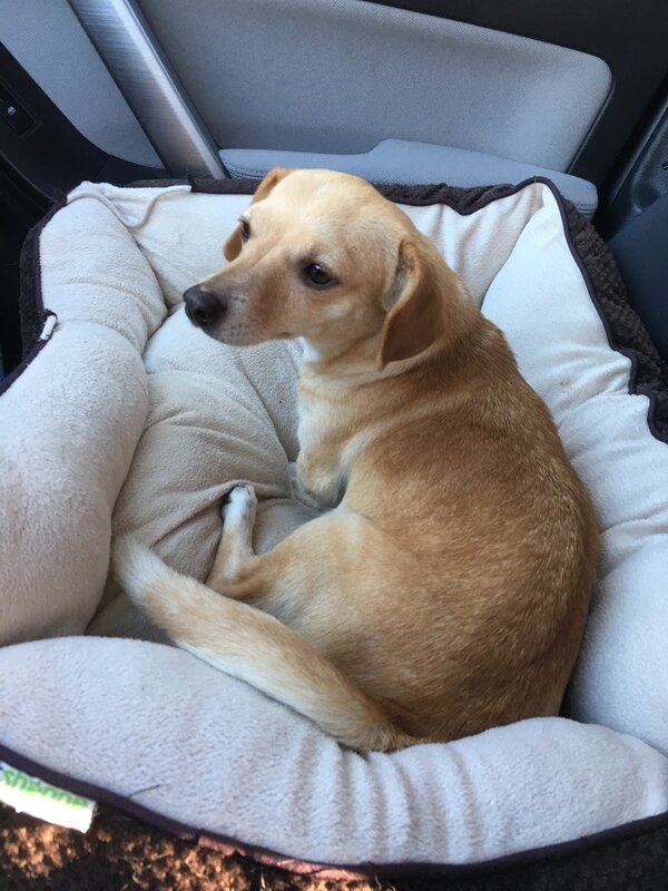Special needs dog