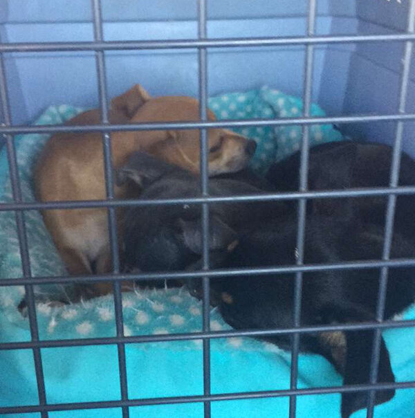 Tiny puppies